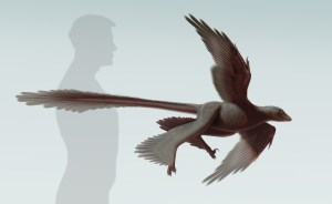 Changyuraptor_S.-Abramowicz