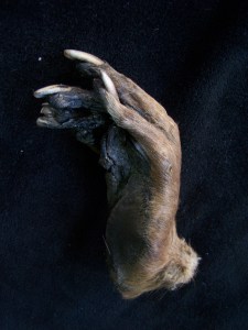 Taxidermy Monkey Paw