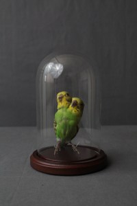 Two Headed Parrot in Medium Bell Jar